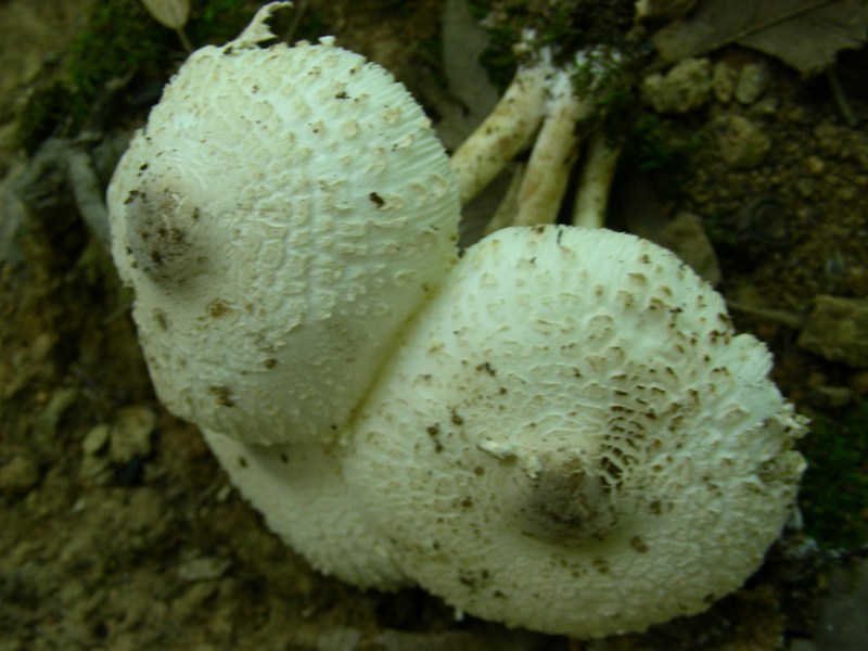 6) Fotografati il 16.06.2012. sotto Quercia